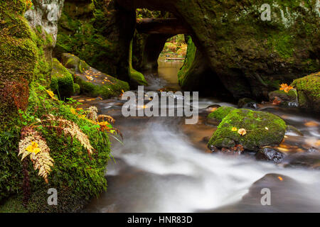 Kirnitzsch / Kirnischt fiume che scorre attraverso la valle di Khaa / Khaatal / Kyjovske údoli, della Svizzera boema National Park, Repubblica Ceca Foto Stock