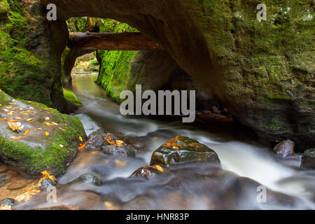 Kirnitzsch / Kirnischt fiume che scorre attraverso la valle di Khaa / Khaatal / Kyjovske údoli, della Svizzera boema National Park, Repubblica Ceca Foto Stock