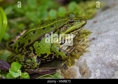 Rana verde / acqua comune / rana rana verde (Pelophylax kl. esculentus / Rana kl. esculenta) sulla terra Foto Stock