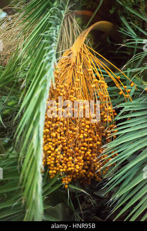 Date colorate su Palm tree. Foto Stock