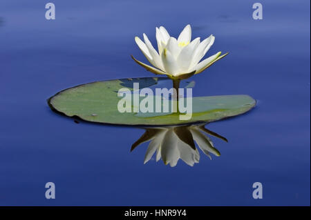 Andscape nel Goldenstedter Moor, Bassa Sassonia, Germania Foto Stock