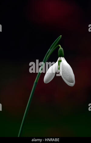 Galanthus Hunton Herald, natale, inizio, snowdrop, bianco, fiori, bulbi, bucaneve, molla, fioritura, collezionisti, rare, RM floreale, Foto Stock