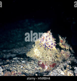 Il bel blu-inanellati polpo (Hapalochiaena lunulata) è estremamente pericolosa. Il suo morso tetrodotoxin uccide in pochi minuti. Sulawesi, Indonesia. Foto Stock