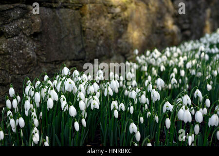 Galanthus nivalis, bianco, bucaneve, snowdrop, crescere. crescente, riparo, riparata, parete, molla, fiori, fiori, fioritura, grumi, Primrose Hill, Luc Foto Stock