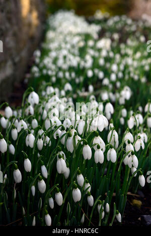 Galanthus nivalis, bianco, bucaneve, snowdrop, crescono, crescono, riparo, riparata, parete, molla, fiori, fiori, fioritura, grumi, Primrose Hill, Luc Foto Stock