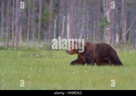 Orso bruno in corrispondenza del bordo della foresta, Braunbaer am Waldrand Foto Stock