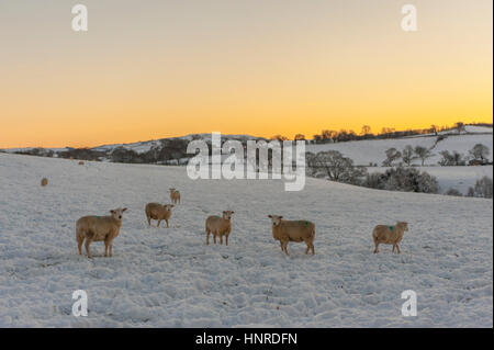 Gregge di pecore in una coperta di neve campo vicino Henllan Debighshire, Galles. Foto Stock