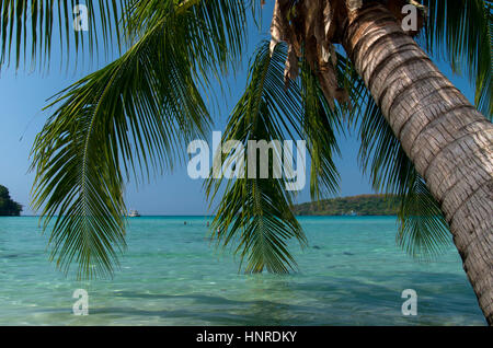 Palm Tree sulla spiaggia dell'isola di Koh Kood in Thailandia. Foto Stock