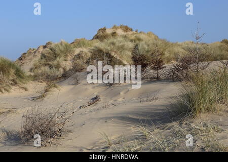 Alberi di Natale impedire la duna di sabbia di erosione. Foto Stock