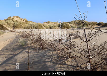 Alberi di Natale impedire la duna di sabbia di erosione. Foto Stock