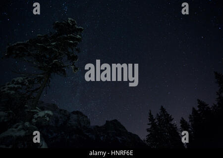 Cielo notturno con stelle e alberi, Hintersee, Nationalpark Berchtesgaden, Baviera, Germania Foto Stock