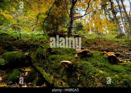 I funghi che crescono su un verde muschio morti tronco di albero. Foto Stock