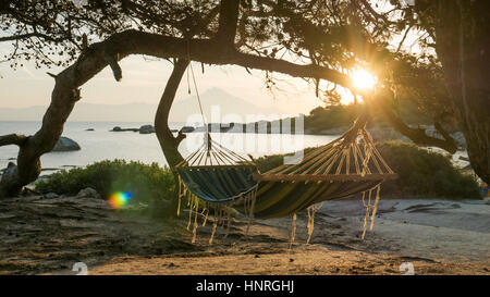 La luce dorata del sole del mattino che brilla attraverso i rami di un albero di pino a costa del Mar Egeo di Calcidica, Grecia. Foto Stock