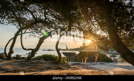 La luce dorata del sole del mattino che brilla attraverso i rami di un albero di pino a costa del Mar Egeo di Calcidica, Grecia. Foto Stock