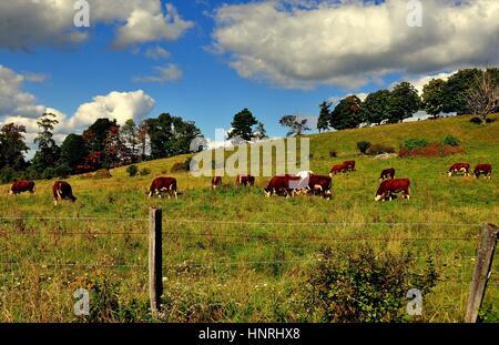 Spencertown, NY - 17 Settembre 2014: Allevamento di marrone e bianco le mucche al pascolo su terreni agricoli pascoli su Strada Statale Route 203 * Foto Stock