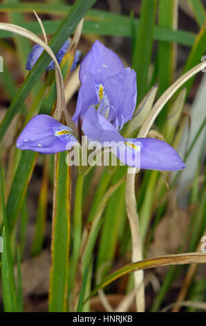 Inverno o algerina - Iris Iris unguicularis dal Mediterraneo orientale Foto Stock