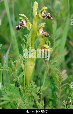 Ophrys astarte, era Ophrys attica endemica Bee Orchid da Cipro del gruppo umbilicata Foto Stock