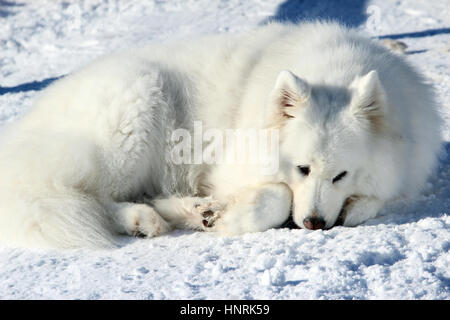 Bella bianca Samoiedo giacente nella neve Foto Stock
