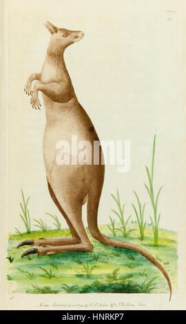 "Il grande Kangaroo" dal "Vivarium naturae" da George Shaw (1751-1813), mano illustrazione colorata da Frederick Polydore Nodder (1770-1800), pubblicato nel 1790. Foto Stock