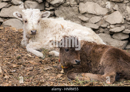 Marrone e bianco hairy vitelli nel villaggio Nepalese. Foto Stock