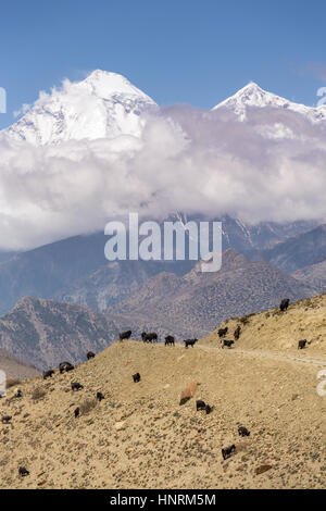 Bellissimo paesaggio di montagna con il pascolo di capre sulla strada da Muktinath a Kagbeni inferiore del distretto di Mustang, Nepal. Foto Stock