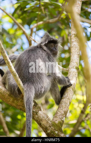 Foglia argentata langur monkey in Bako National Park, Borneo Malaysia Foto Stock