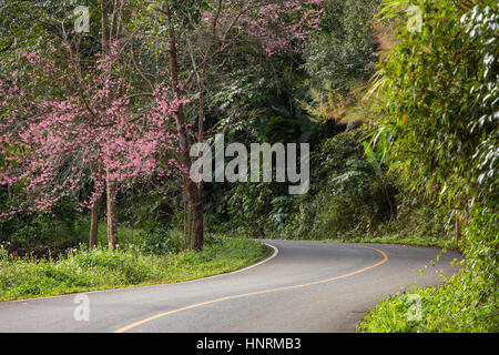 Blooming sakura tree lungo la bella strada di Doi Ang Khang National Park, Nord della Thailandia. Foto Stock