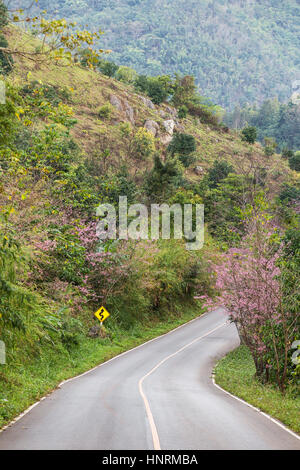 Blooming sakura tree lungo la bella strada di Doi Ang Khang National Park, Nord della Thailandia. Foto Stock