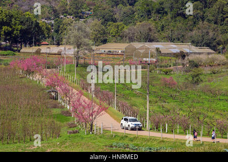 Blooming sakura tree lungo la bella strada di Doi Ang Khang National Park, Nord della Thailandia. Foto Stock