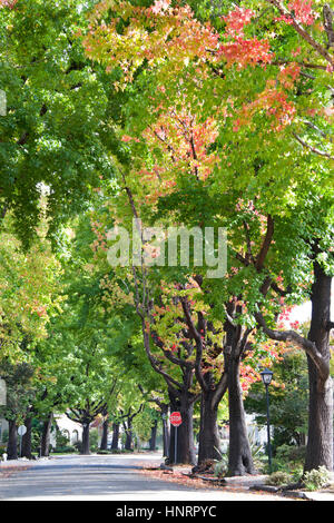 Liquido di alti ambar, comunemente chiamato sweetgum albero o dolce americana gum tree, fodera un vecchio quartiere a nord della California Foto Stock