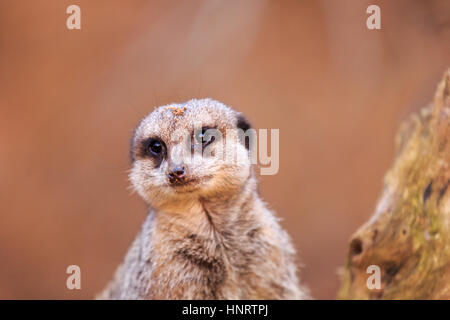 Primo piano di simpatico e divertente meerkat (Suricata suricatta), sfondo neutro Foto Stock