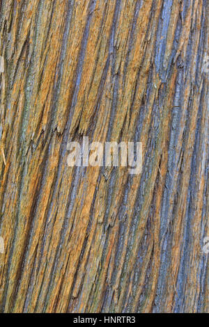 Corteccia di albero, close up Foto Stock