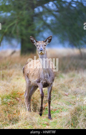 Femmina(femmina) daino (dama dama), pascolo in bosco Foto Stock