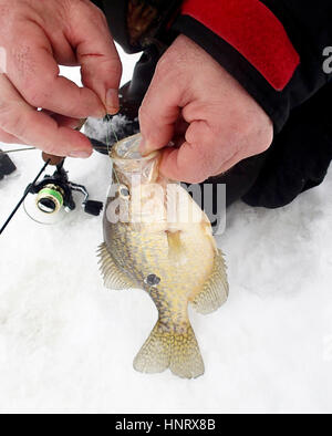 Fisherman tirando il gancio da un crappie catturati pesca sul ghiaccio Foto Stock