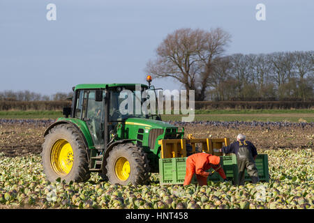 Raccoglitori di cavoli a Tarleton, Lancashire. Meteo Regno Unito. 16 febbraio 2017. Gli agricoltori che raccolgono cavoli raccolti per i supermercati locali e nazionali su ordinazione. Il sole luminoso e i venti secchi consentono ai trattori di viaggiare su terreni altrimenti soffici e fangosi per facilitare la raccolta del prodotto. Quando i campi si asciugheranno, le prime colture di lattuga del regno unito saranno piantate sotto pile per porre fine alle carenze segnalate. Foto Stock