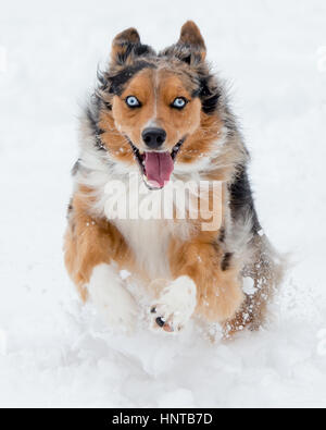 Incredibile tri-colore blu eyed Australian Shepard pastore australiano del cane che corre giocosi, giocando, saltando metà aria nella neve Foto Stock