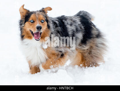 Incredibile tri-colore blu eyed occhi blu Australian Shepard pastore australiano del cane nella neve bocca aperta corpo pieno Foto Stock