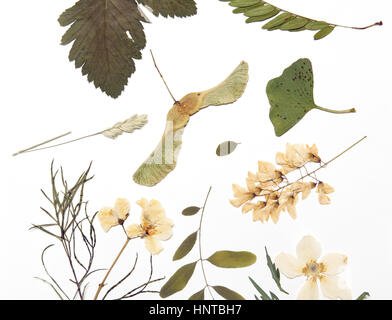 Composizione astratta fatta di estratto secco di fiori pressati e foglie su sfondo bianco Foto Stock