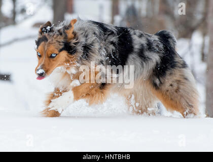 Incredibile tri-colore blu eyed Australian Shepard pastore australiano del cane che saltava la metà di saltare per aria in esecuzione nella neve con la lingua fuori Foto Stock