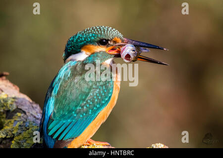 Posizione della foto: UK/Slough Foto Stock