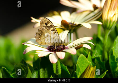 Un legno screziato (Pararge aegeria) farfalla appoggiato su un fiore Osteospermum Foto Stock