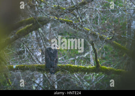 I capretti aquila calva appollaiato in una densa foresta Foto Stock