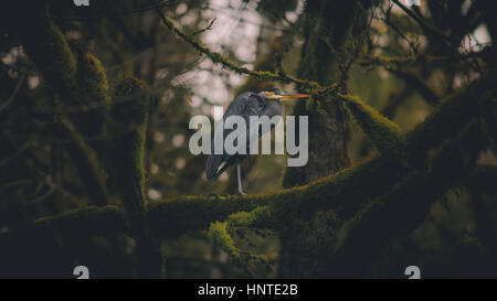 Heron stazionati nel mezzo di una fitta foresta magica Foto Stock