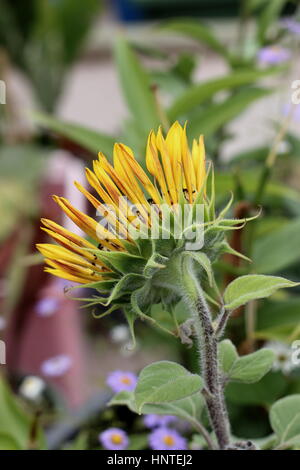 Blooming Royal Velvet Girasole - Vista posteriore Foto Stock