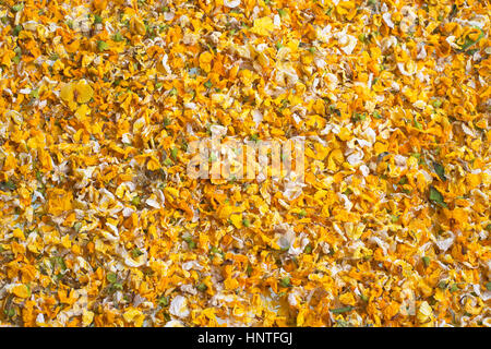Petali di fiori sul terreno da Drought-Tolerant fioritura degli alberi di acacia. Noto anche come acacia, thorntree, fischio thorn, o alberi di bargiglio. Foto Stock