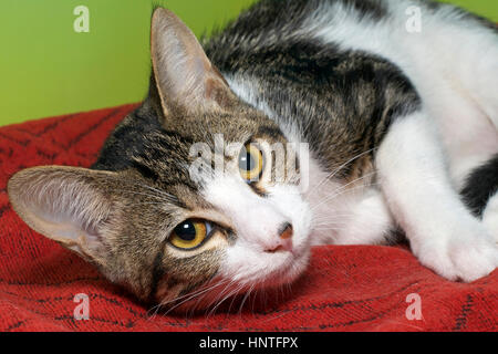 Il bianco e il grigio tabby arricciata fino alla ricerca fino al lato recante sulla coperta di rosso con vivace sfondo verde Foto Stock