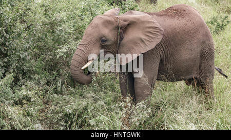 Elefante africano a mangiare Foto Stock