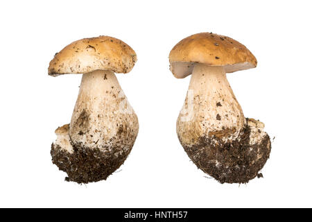 Funghi porcini. Cep isolato. Il colore naturale e texture Foto Stock