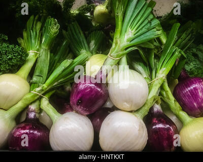 Bella fresche biologiche cipolle intere per la vendita in un negozio di alimentari o di mercato. Foto Stock