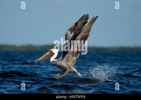Un adulto Brown Pelican decolla dall'acqua con un grande splash e le sue ali su una luminosa giornata di sole. Foto Stock